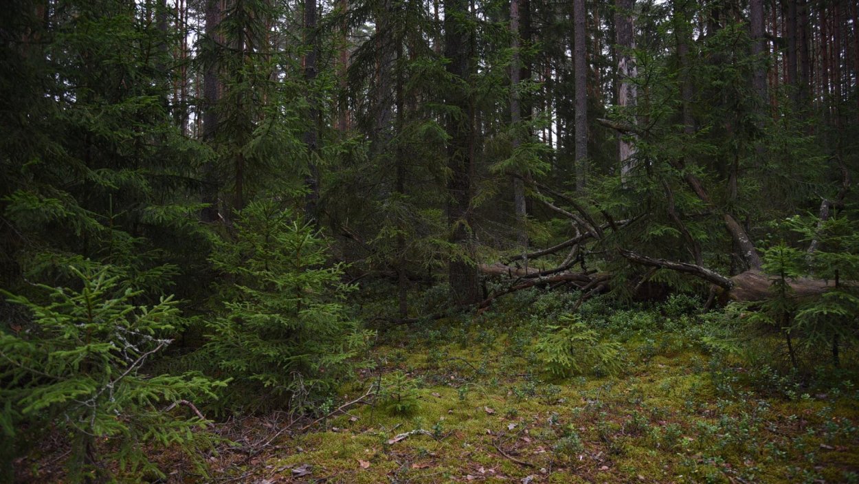 Дремучий лес пихта кедр