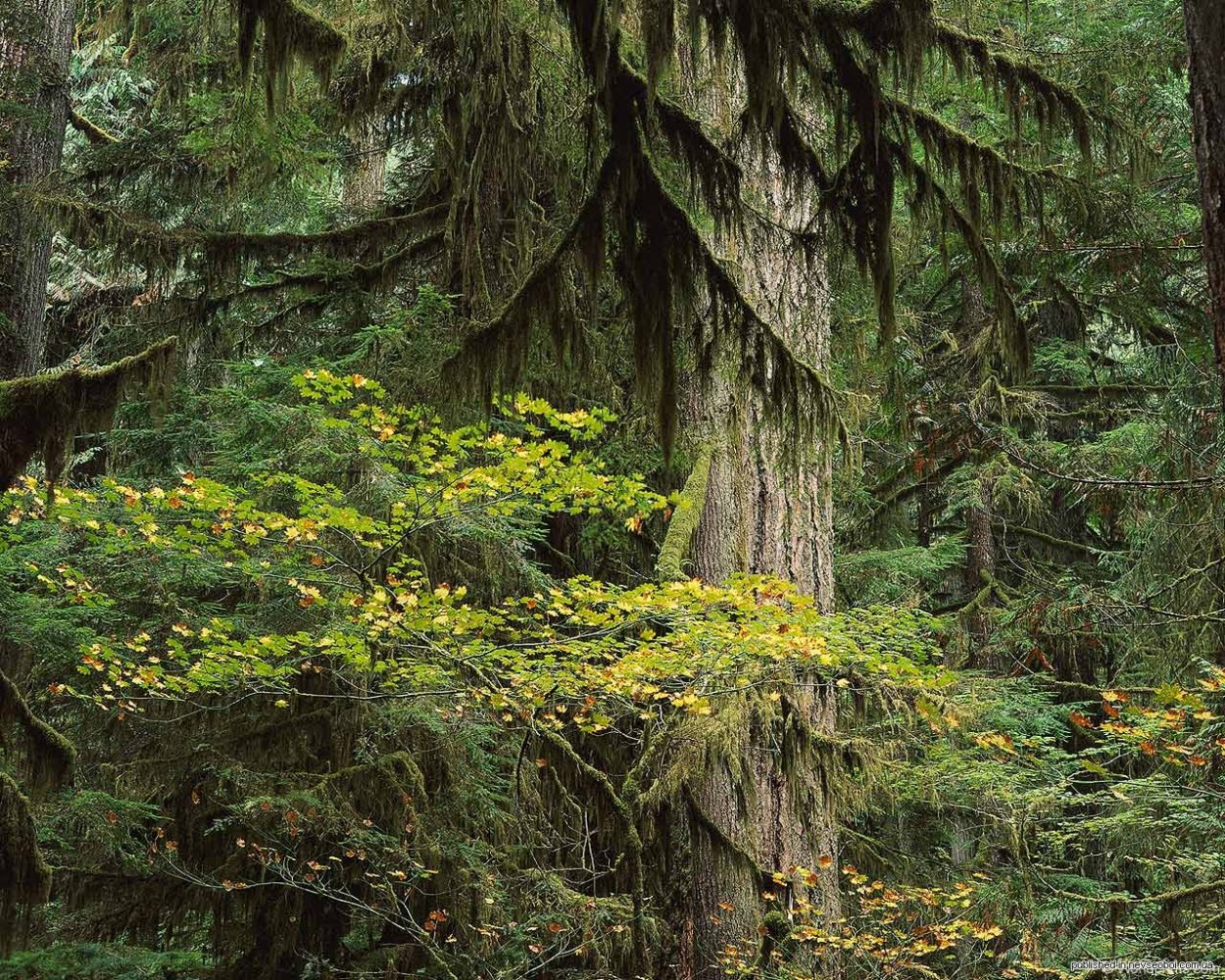 Дремучий еловый лес