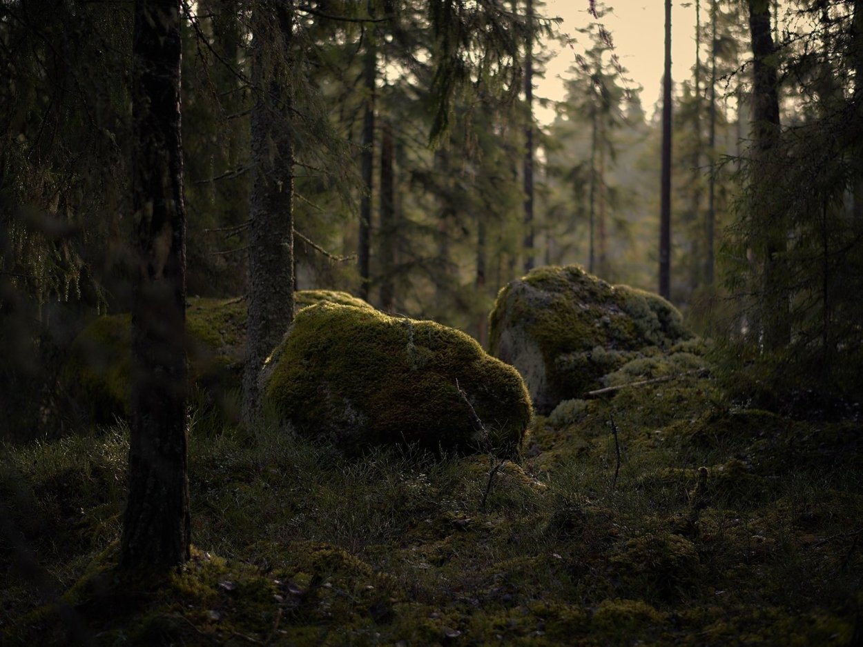 Поляна в дремучем лесу