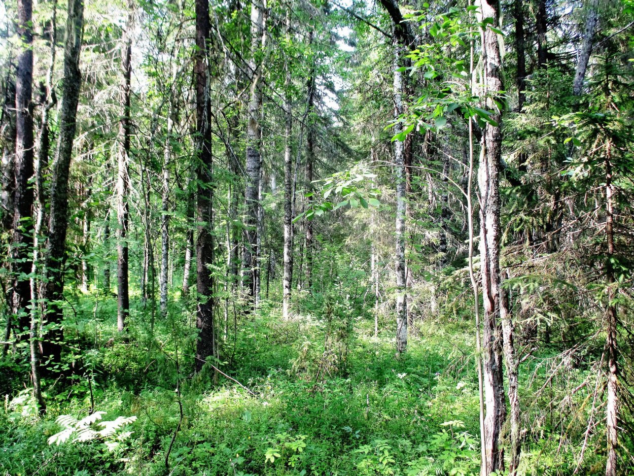 Дремучий Северный лес