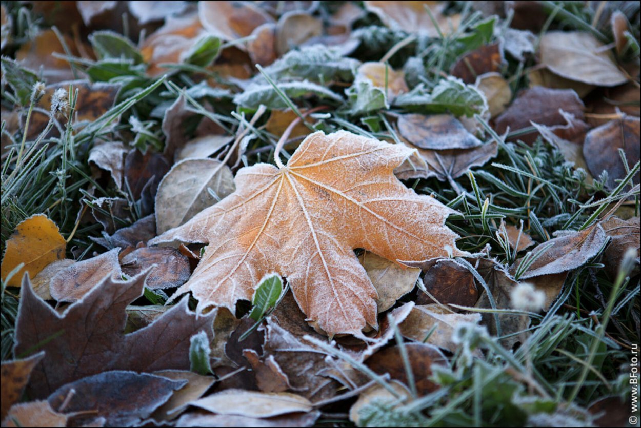 Осенние листья в снегу