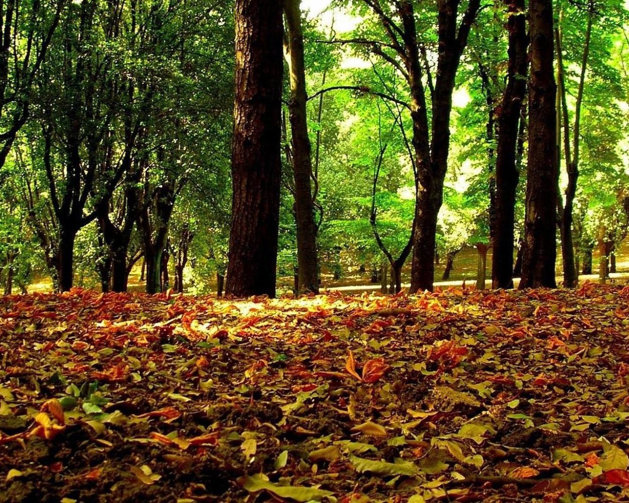 Ранняя осень в лесу