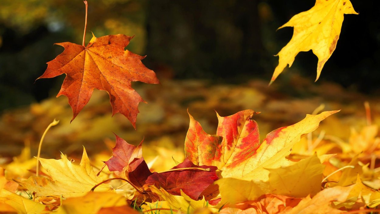 Желтые листья