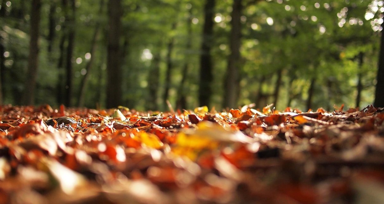 Осенний лес размытый