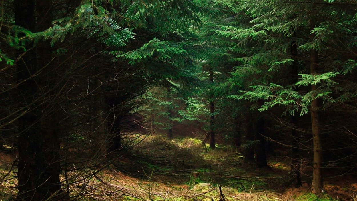 Тайга хвойный Бор НЕПРОХОДИМАЯ