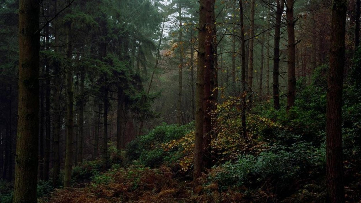 Дремучий лес Норвегии