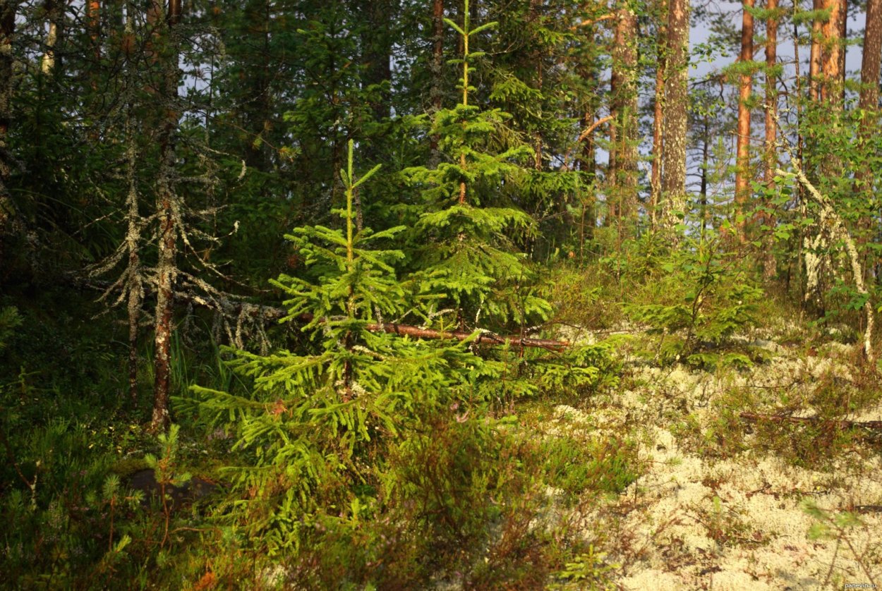 Пихта Лесная Карелия