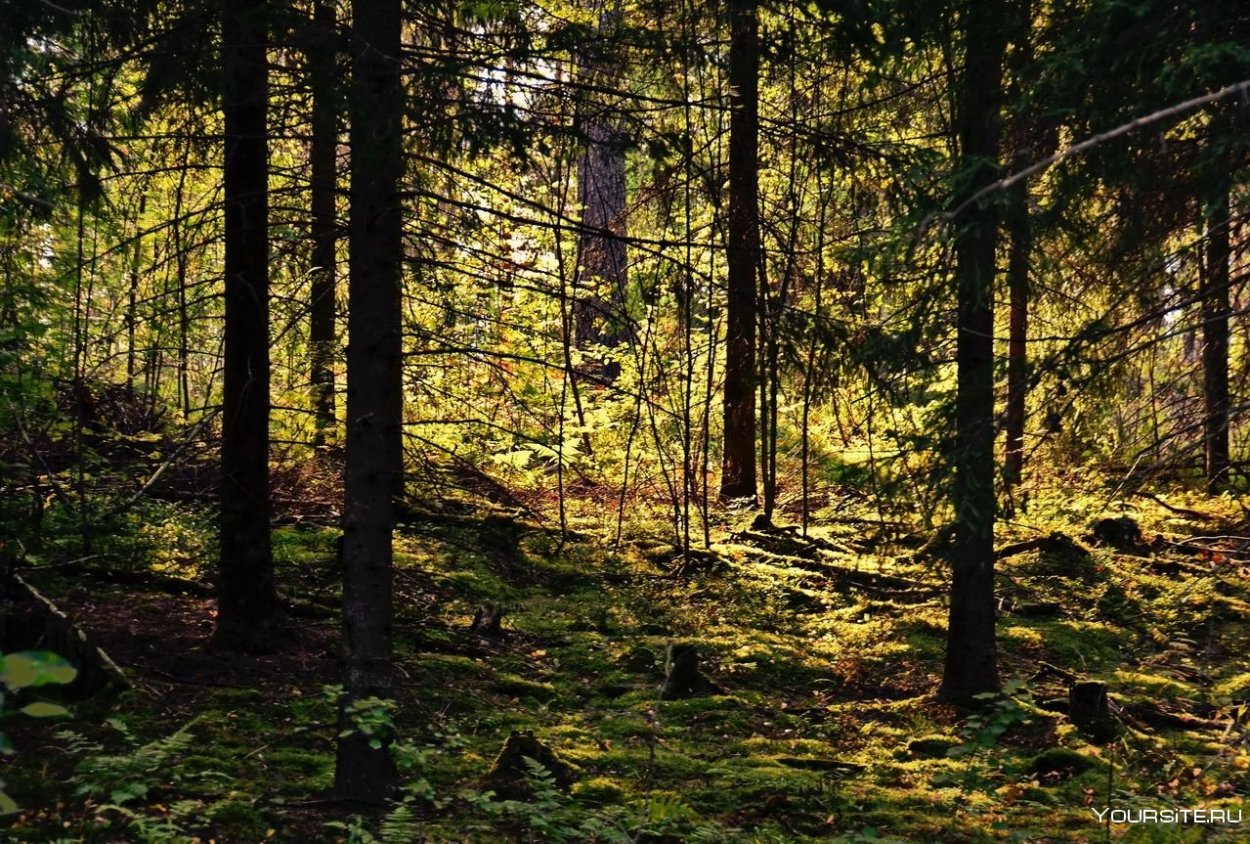 Электросталь еловый лес