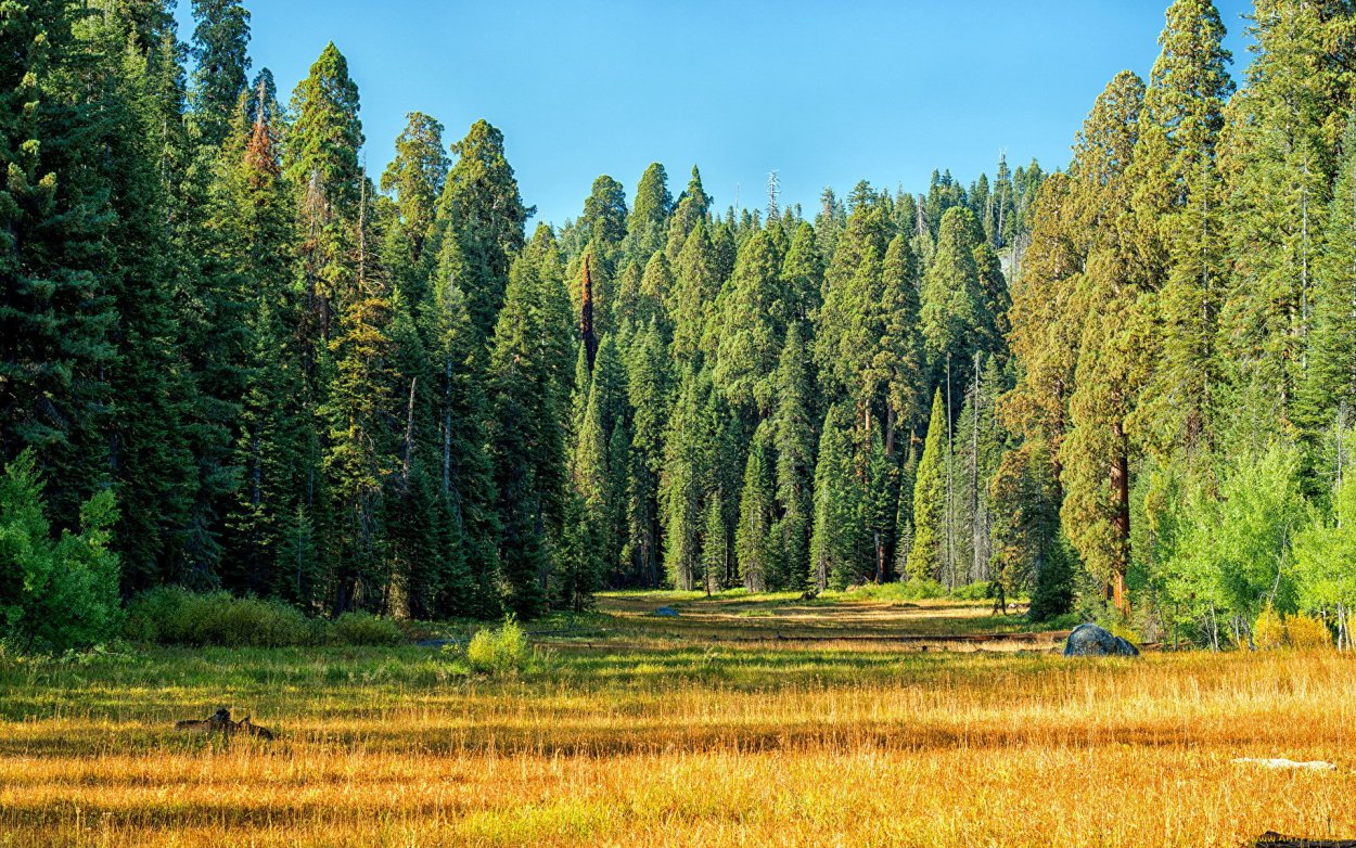 Хвойные Лесные массивы