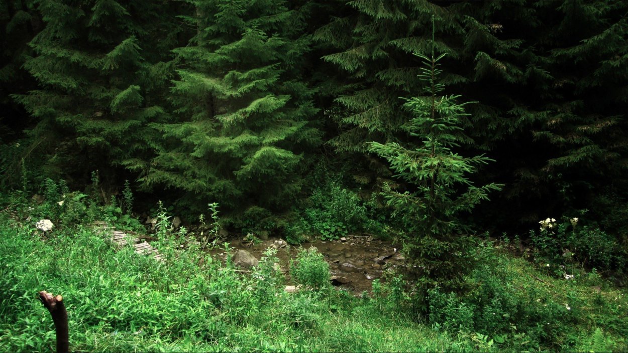 Светолюбивые травы растущие под елью