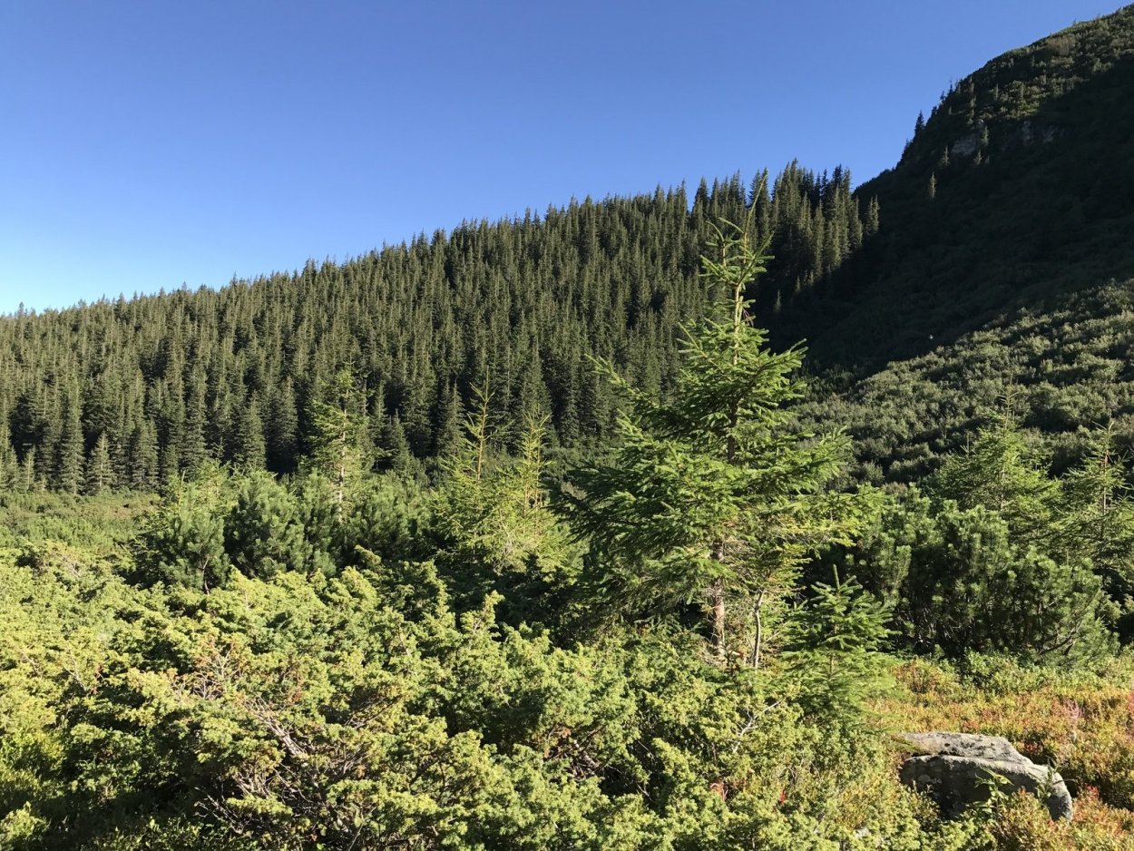 Темнохвойная смешанная пихтово-кедрово-Еловая Тайга