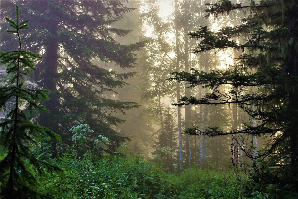 Дремучий лес пихта кедр