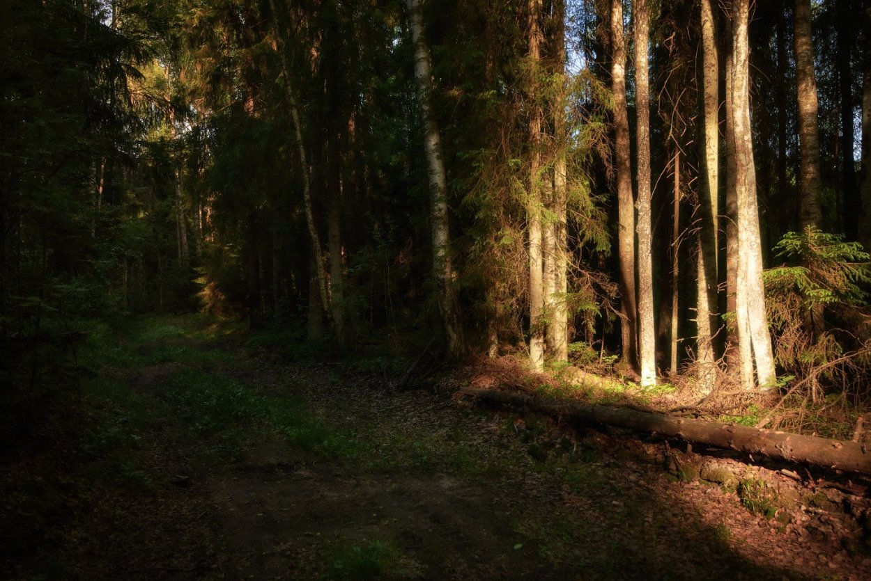 Светло и темнохвойные леса