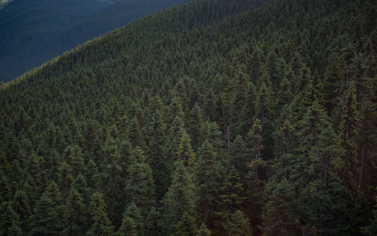 Темнохвойная Пихтовая Тайга Сибирь