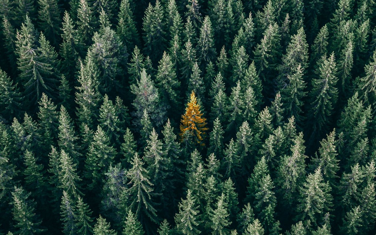 Лес вид сверху