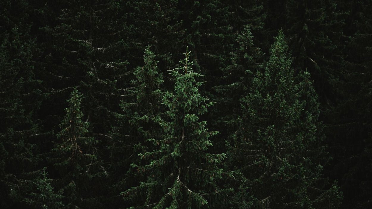 Ель в темном лесу