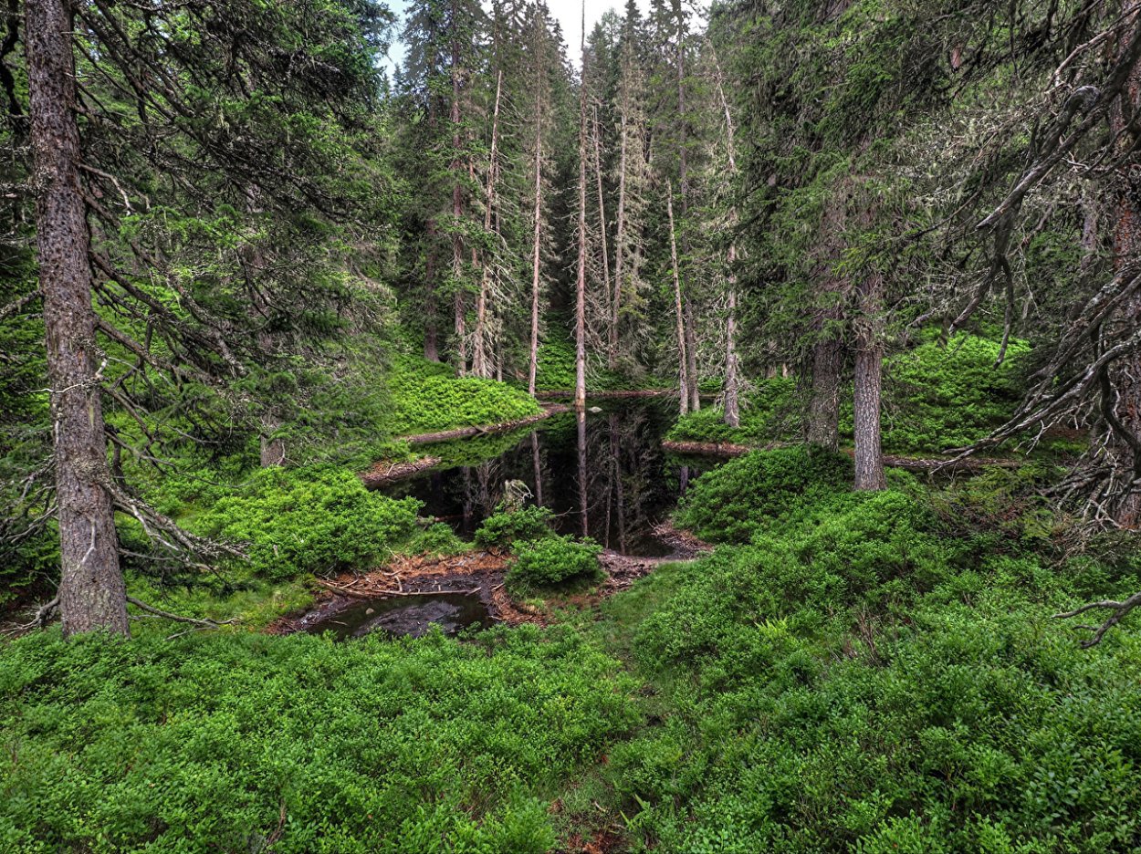 Лес Челябинск Тайга Дикая