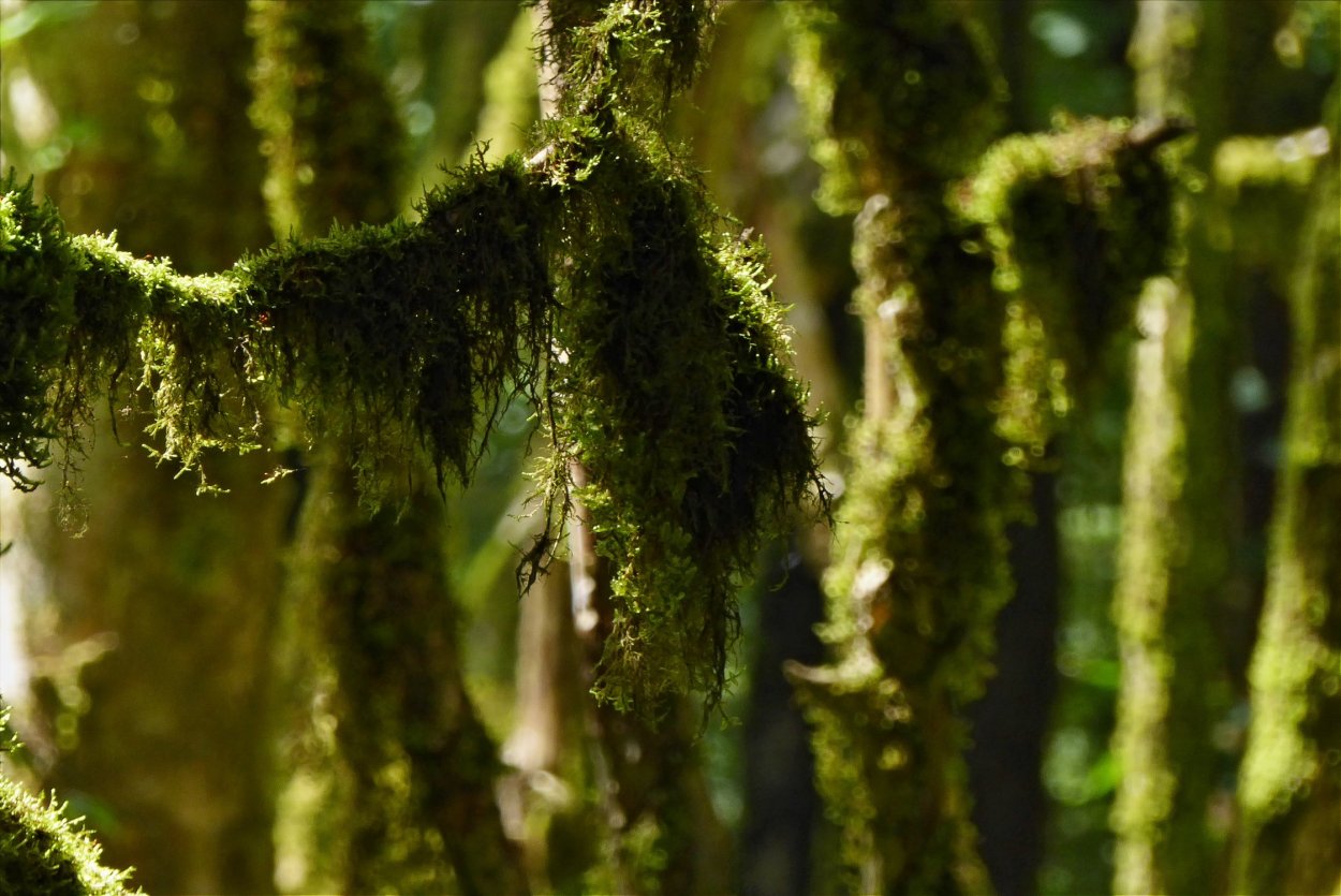 Самшитовый лес