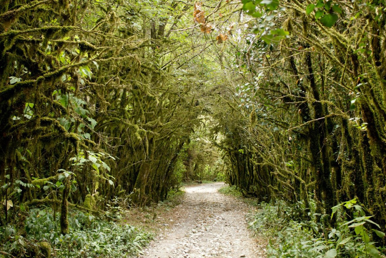 Самшитовая роща Абхазия лес