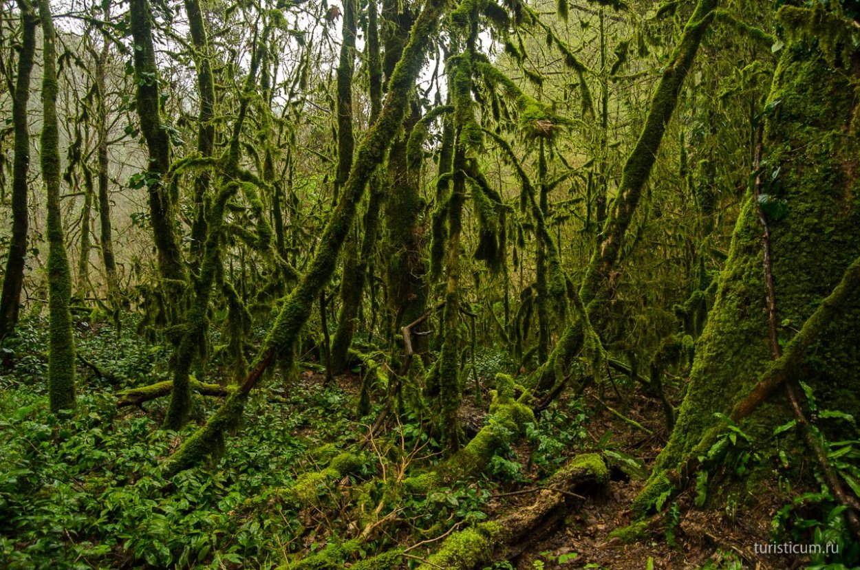 Тисо-Самшитовая роща