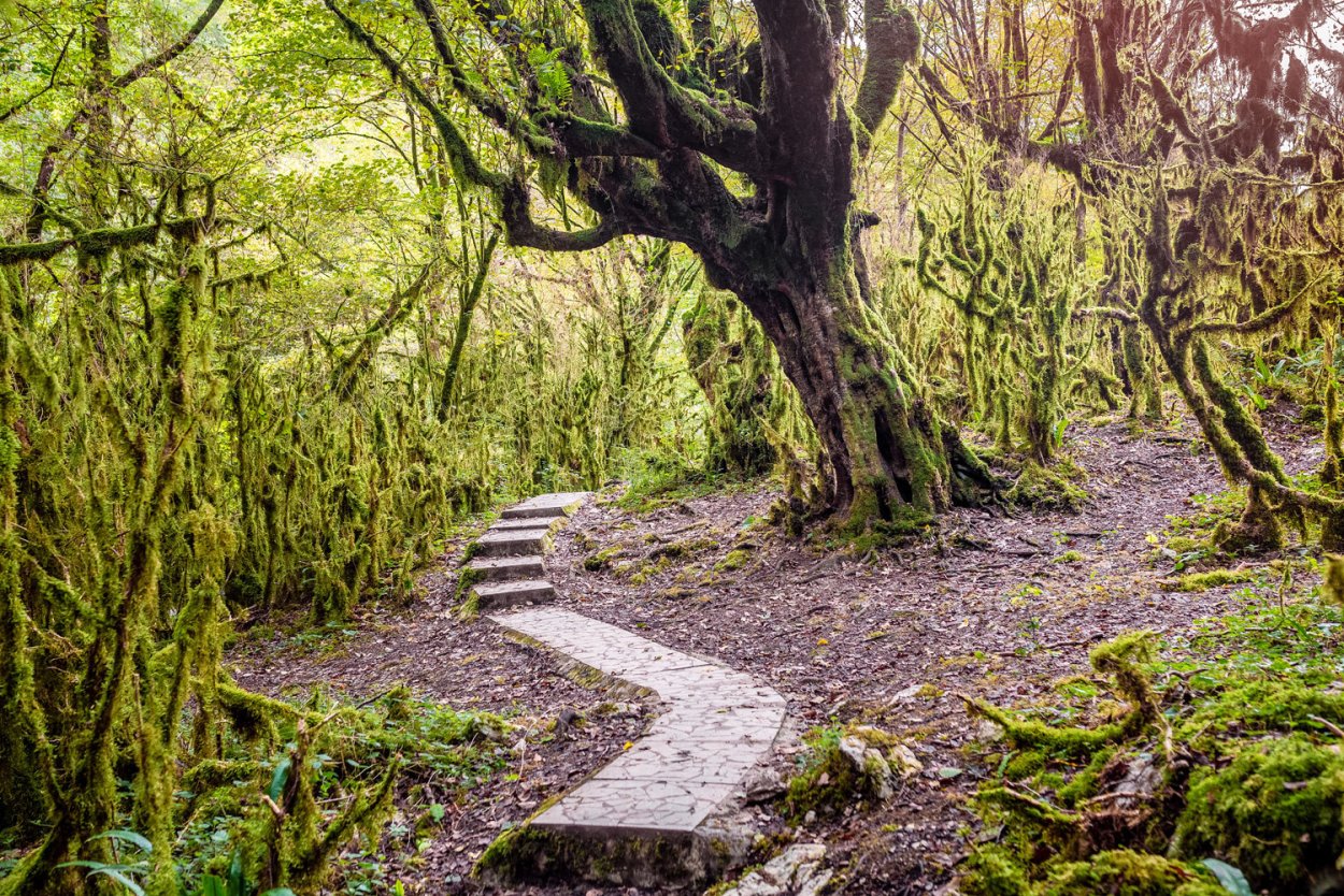 Тисо Самшитовая роща дерево