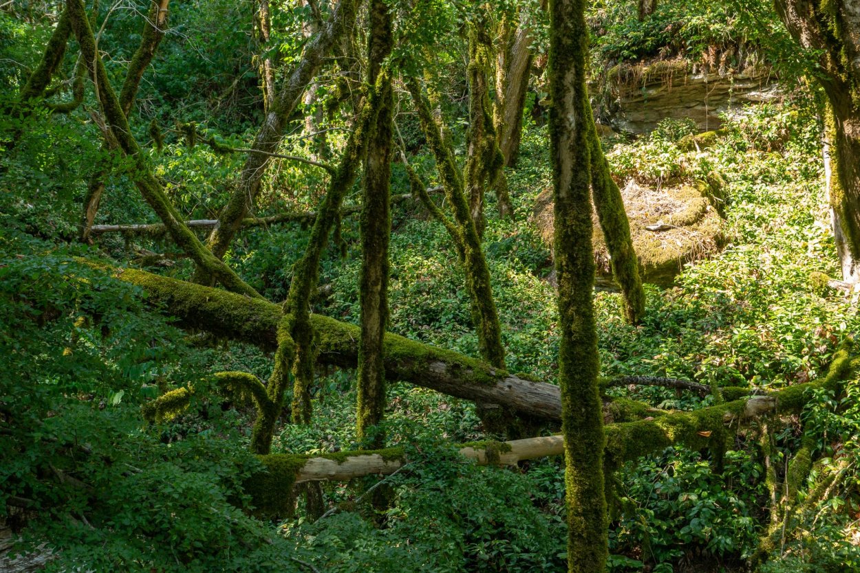 Карстовая воронка Тисо Самшитовая роща