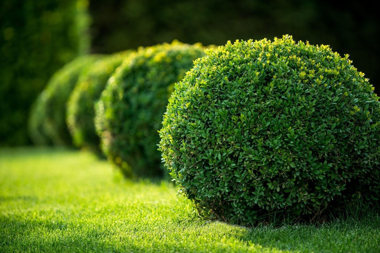 Самшит вечнозеленый Buxus sempervirens