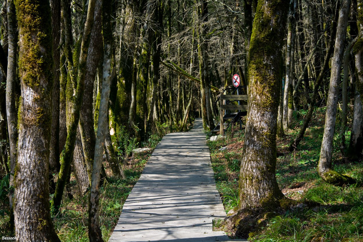 Тисо Самшитовая роща Абхазия