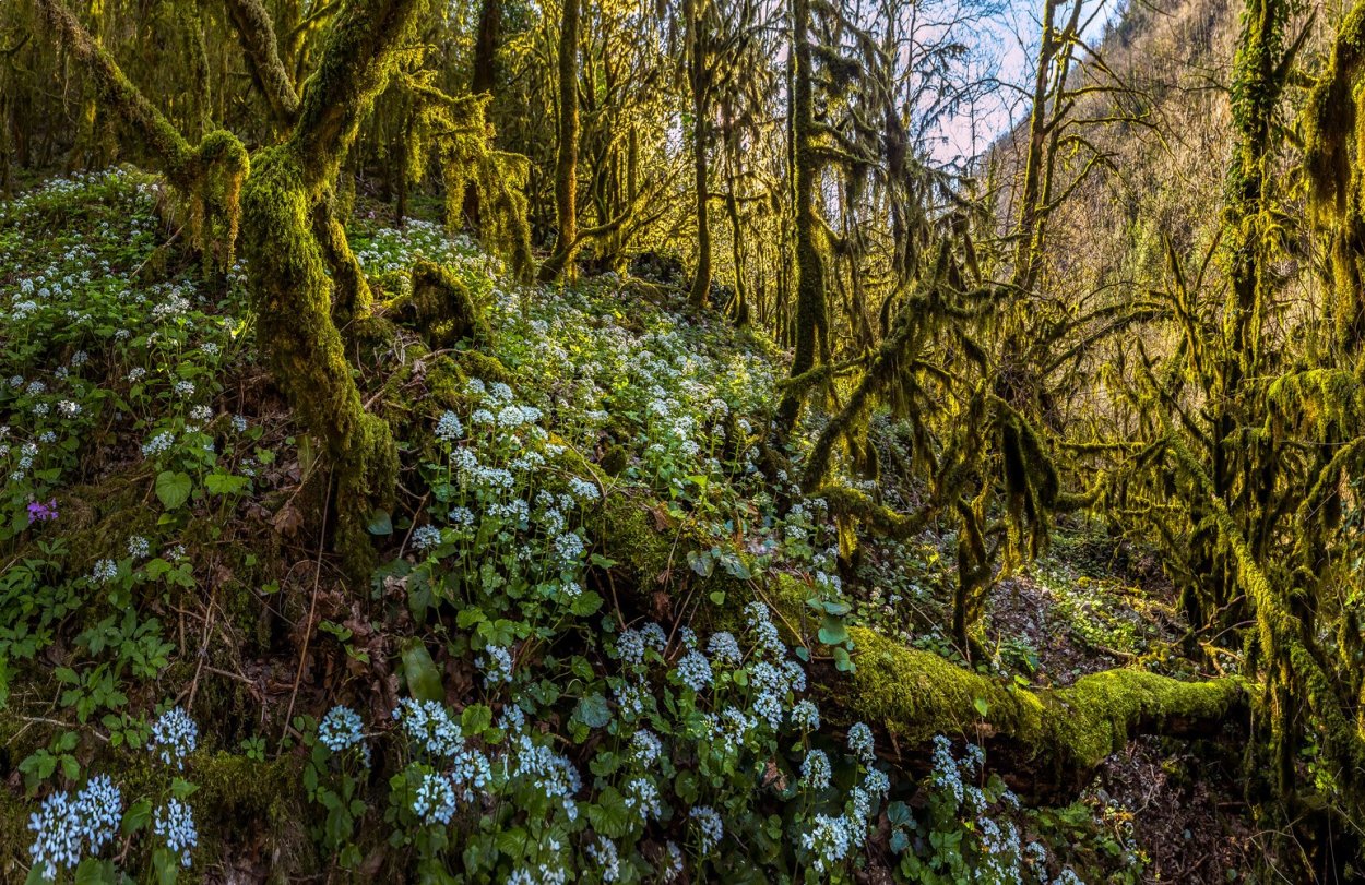 Самшит колхидский реликтовый лес
