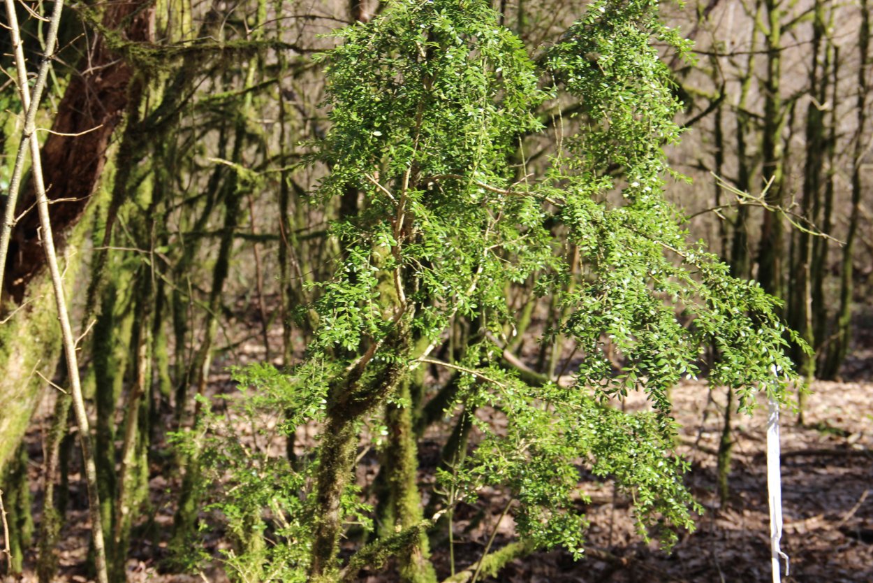Самшит колхидский Сочи