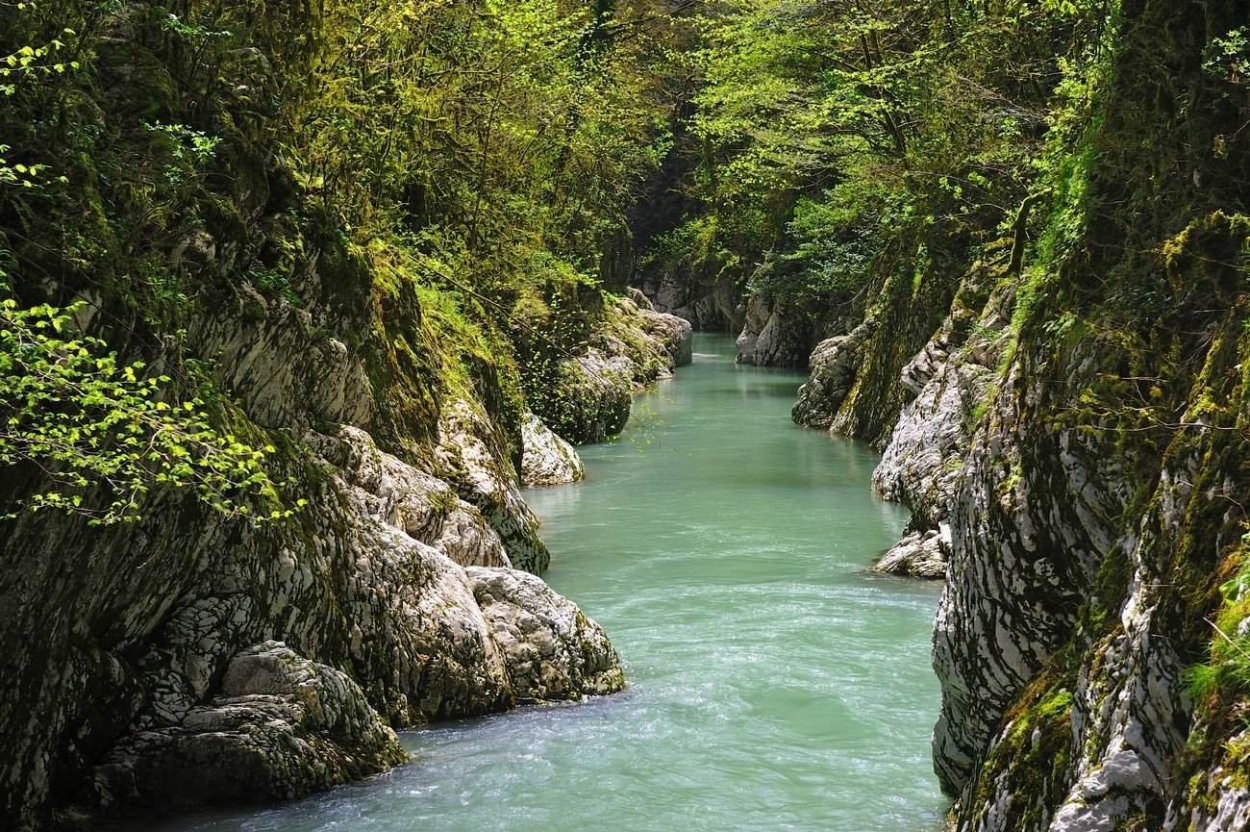 Тисо Самшитовая роща каньон Псахо