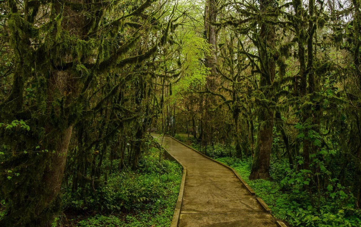 Самшит в Тисо самшитовой роще