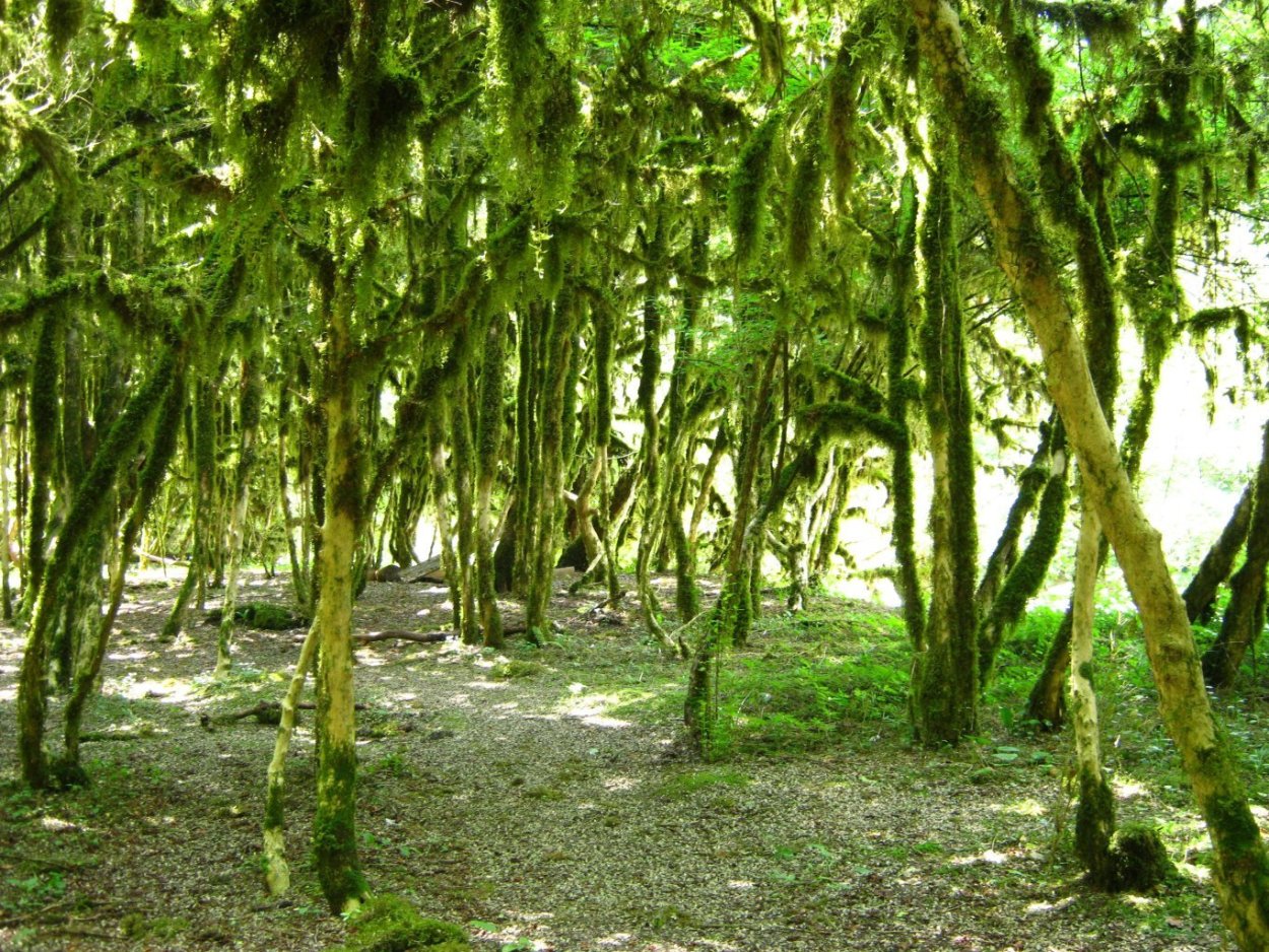 Самшит реликтовое Абхазия