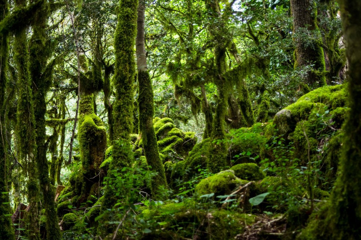 Самшит дерево Абхазия