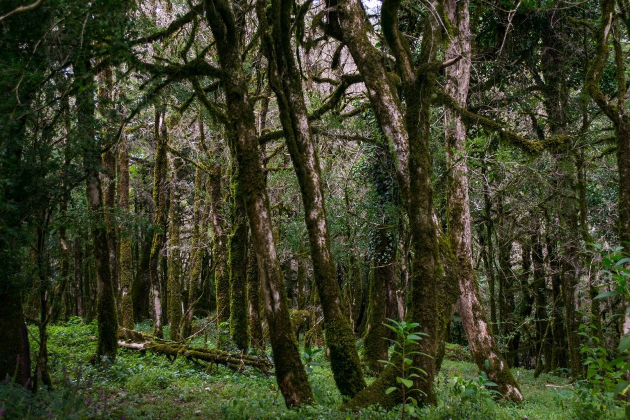 Самшит дерево Абхазия