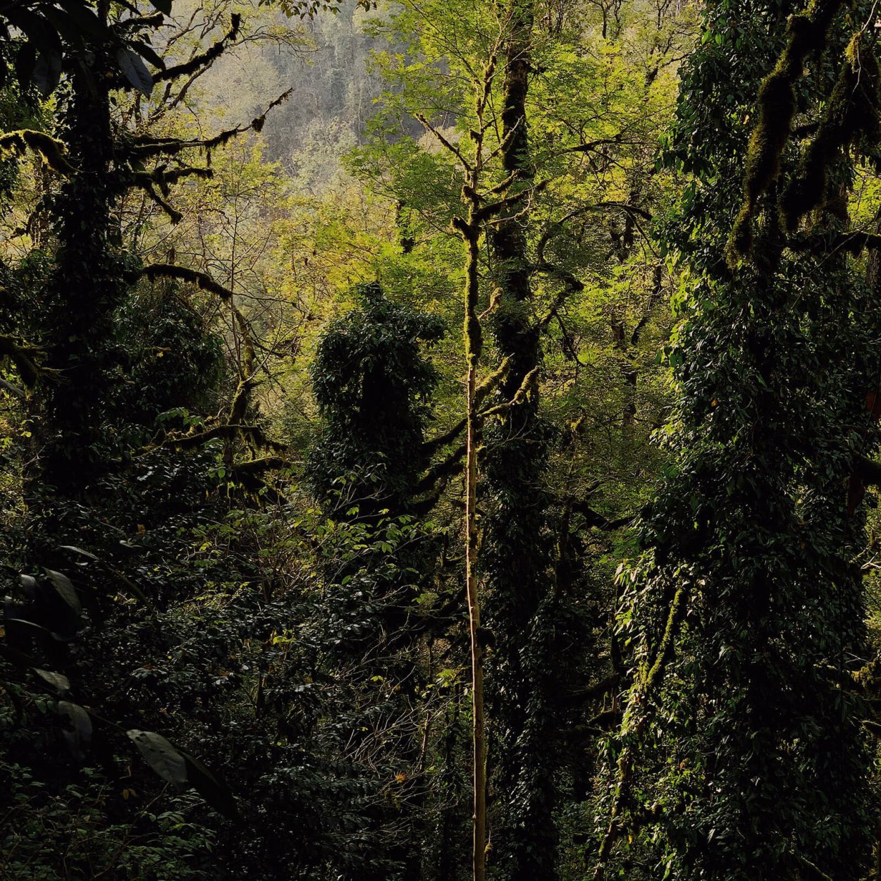 Реликтовый лес Сочи