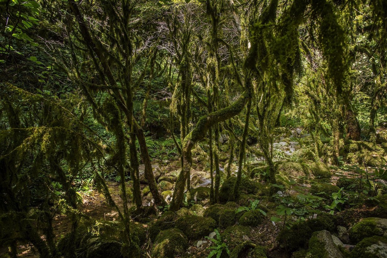Жоэкварское ущелье в Гаграх