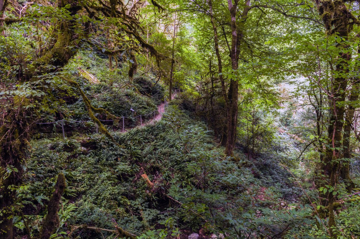 Тропа Тима Самшитовая