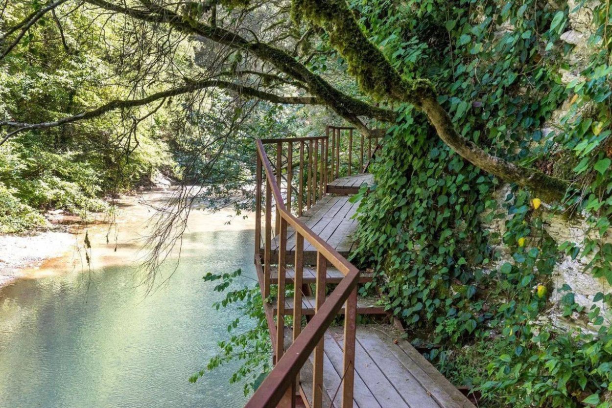 Тисо-Самшитовая роща Сочи