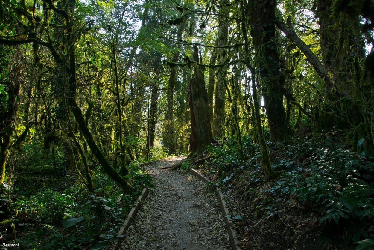 Тисо-Самшитовая роща