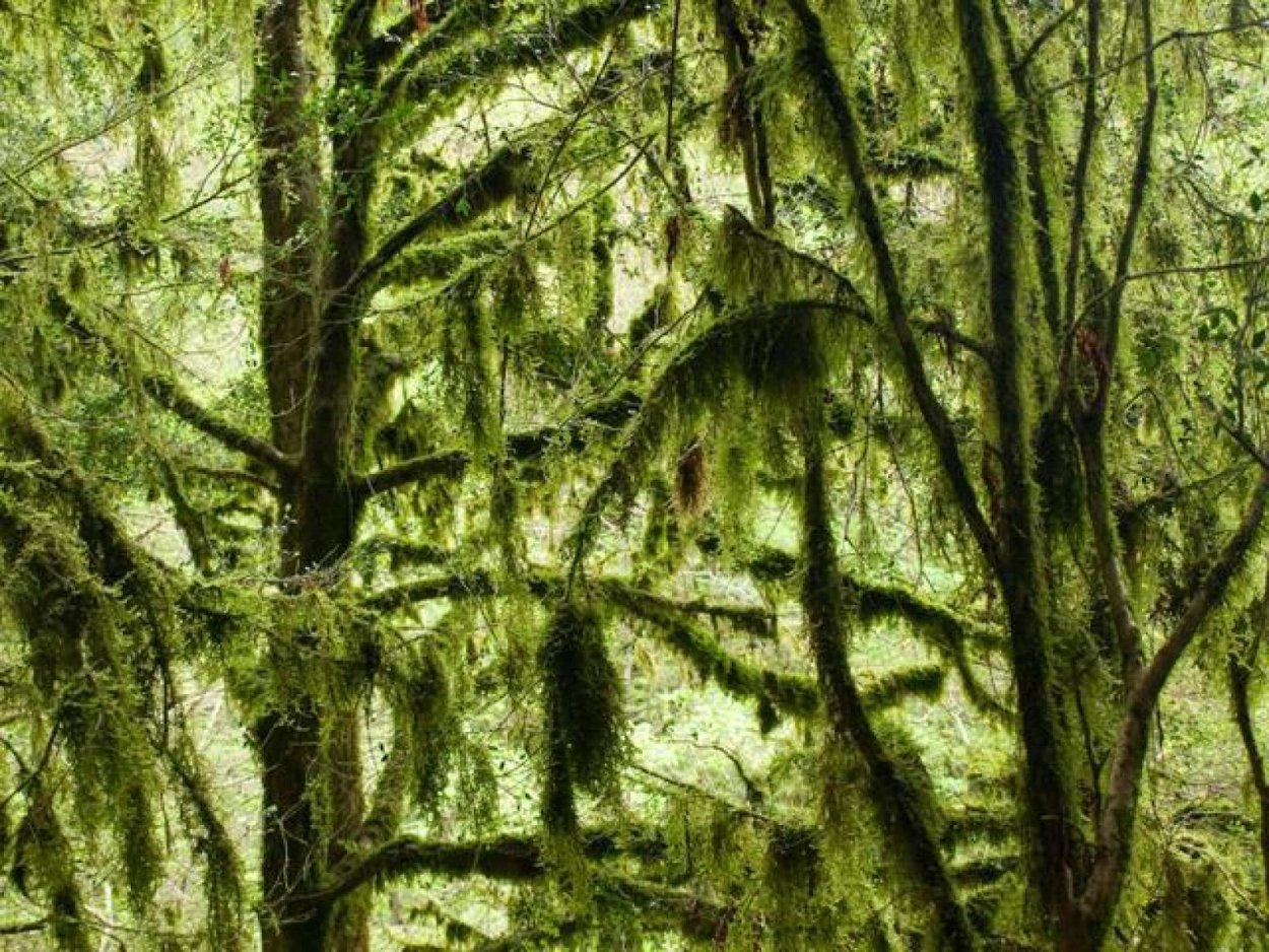 Замшелый лес Сочи