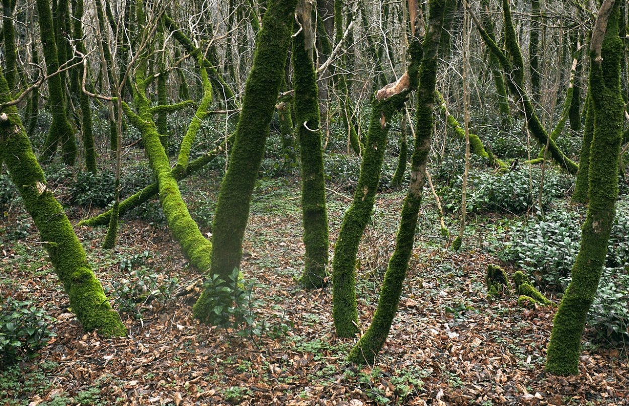 Самшитовая роща Абхазия растения