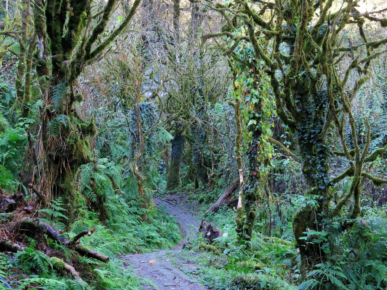 Самшит в субтропиках России