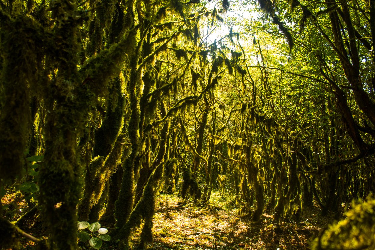 Самшит дерево Абхазия