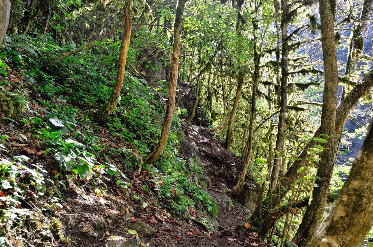 Сказочный лес Сочи