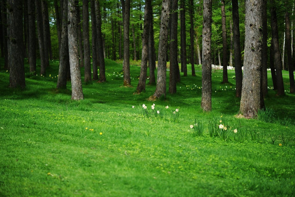 Небольшая полянка в лесу