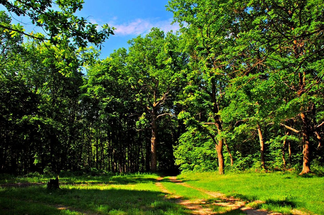 Битцевский лес сосны