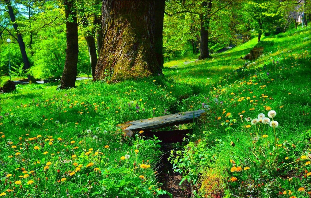 Красивая Полянка в лесу