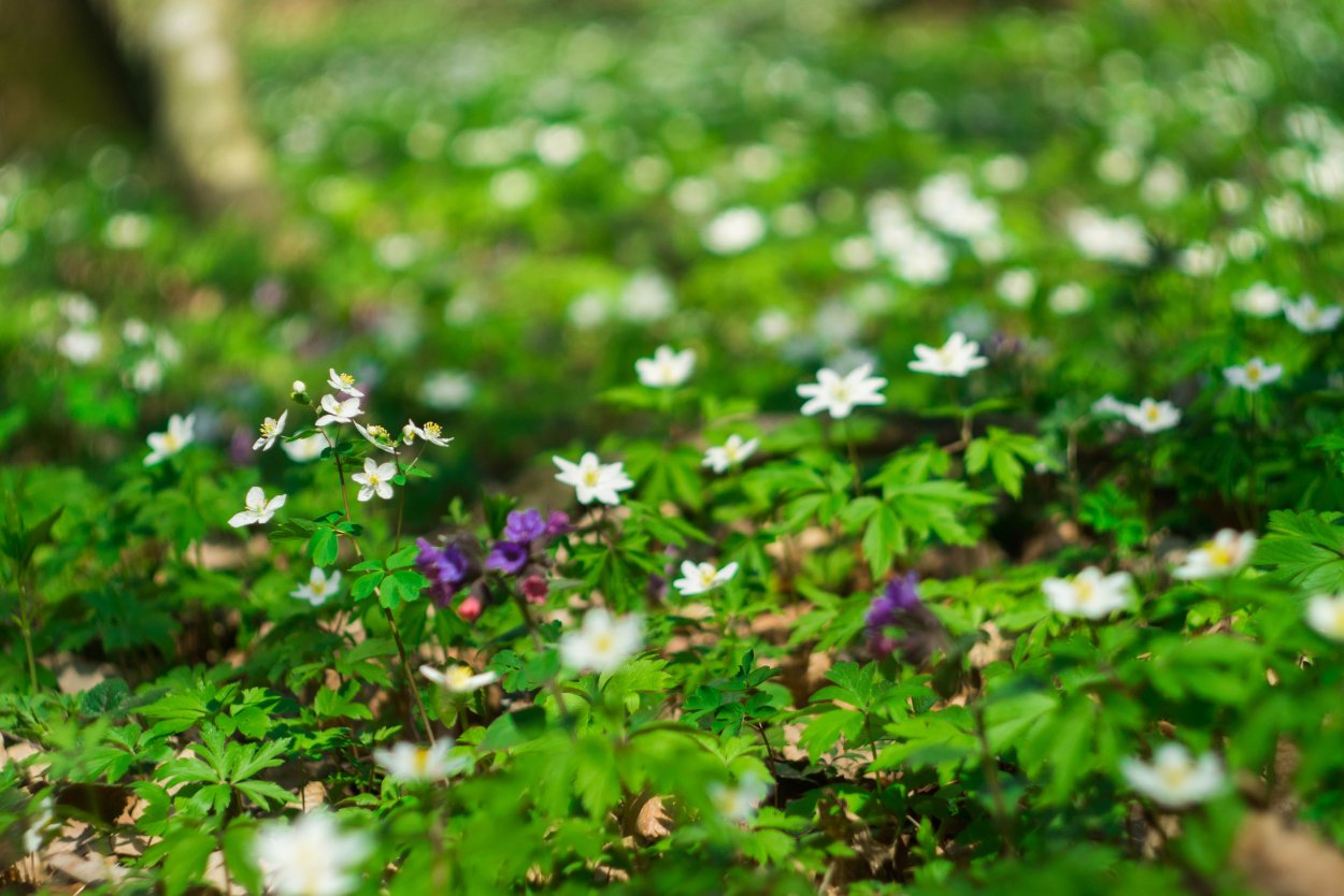 Журавинка Лесные цветы