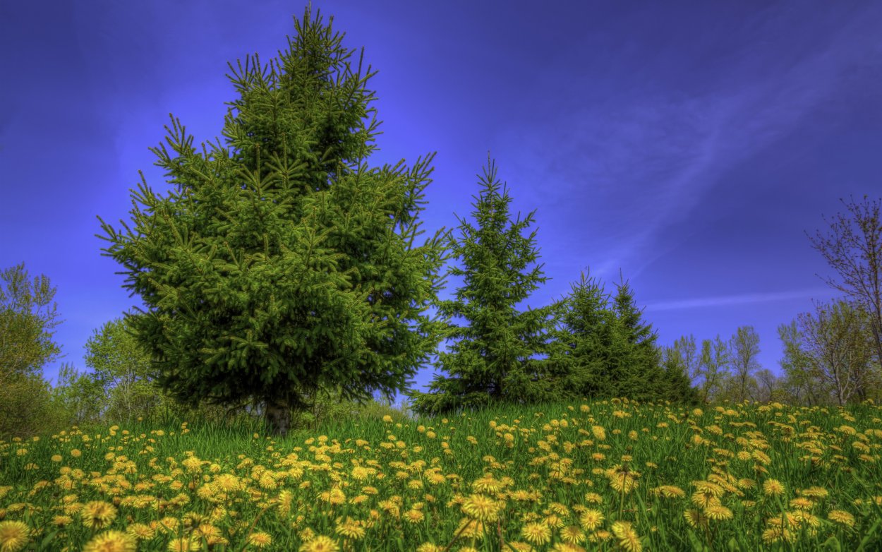 Летняя природа